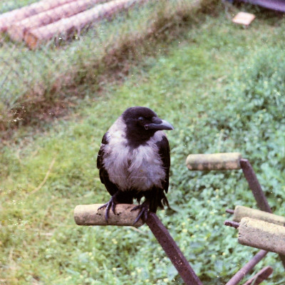 zenit-et-1