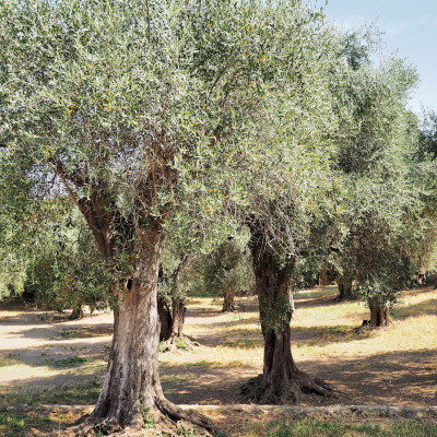 prantsuse-riviera-4