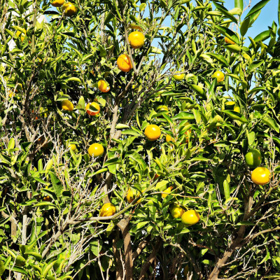 malta-30